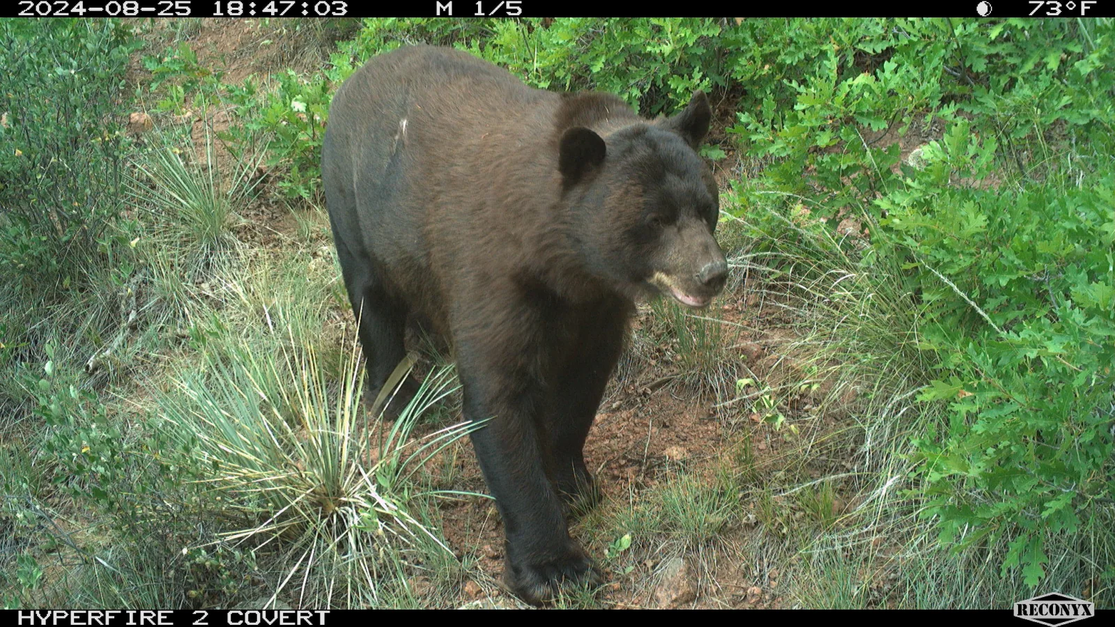 A black bear photographed by a trail camera in Monument, Colorado
