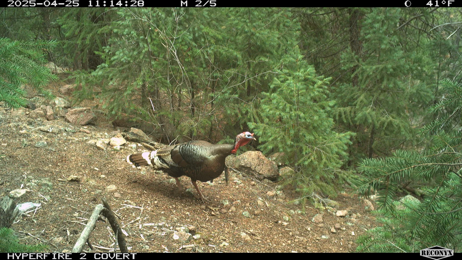 A wild turkey crossing a forest clearing in a trail-camera photograph
